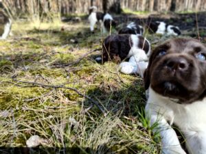 Miot A – szczeniaki Mały Münsterländer odpoczywające przy drzewach