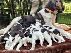 Miot A – szczeniaki Mały Münsterländer przy suce w czasie odpoczynku