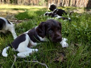 Miot A – szczeniaki Mały Münsterländer w lesie podczas spaceru