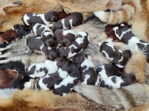 Miot A – szczeniaki Mały Münsterländer na kocu