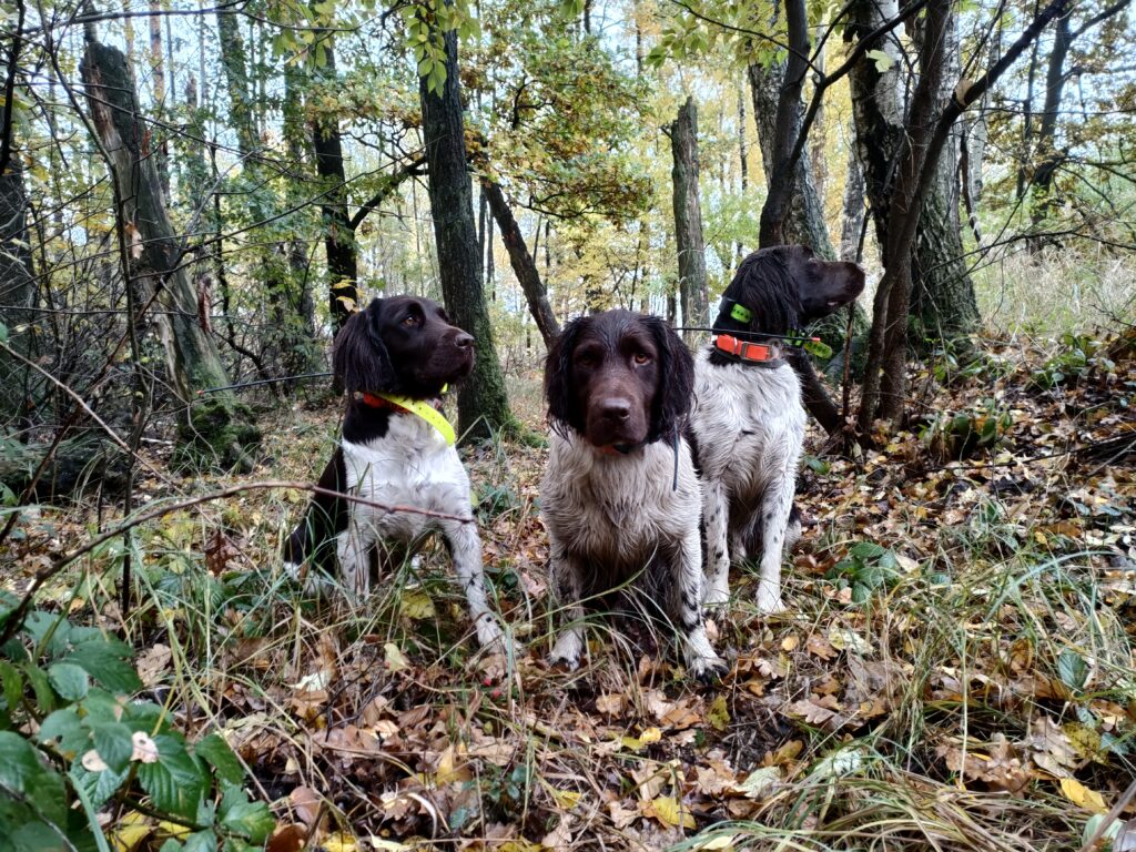 Trzy psy Mały Münsterländer z hodowli Z Prastarej Kniei przed młodnikiem wyczuwające dziki