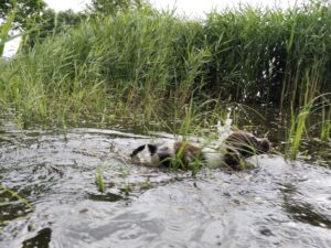 Odważny szczeniak małego münsterländera testuje bobrowe zalewisko – wrodzona pasja łowiecka.