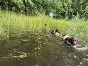 Szczeniak małego münsterländera z miotu C odkrywa naturalne bobrowe zalewisko w lesie.